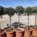Cypruštek arizónsky (Cupressus arizonica) ´FASTIGIATA´ (-13°C) - výška 80-100cm, kont. C10L - GUĽKA
